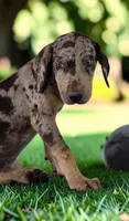 Tigger 2026 Male 2, a male Catahoula Leopard Dog for sale in Cumby, TX – 7 of 10