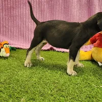 Tess Female 6, a female Catahoula Leopard Dog for sale in Cumby, TX – Photo 2 of 7