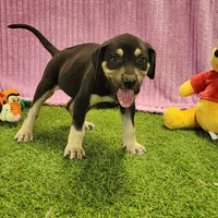 Tess Female 6, a female Catahoula Leopard Dog for sale in Cumby, TX – Photo 5 of 7