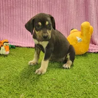 Tess Female 6, a female Catahoula Leopard Dog for sale in Cumby, TX – Photo 3 of 7