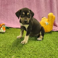 Tess Female 6, a female Catahoula Leopard Dog for sale in Cumby, TX – Photo 6 of 7