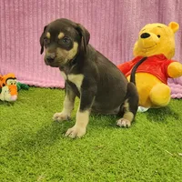 Tess Female 6, a female Catahoula Leopard Dog for sale in Cumby, TX – Photo 4 of 7