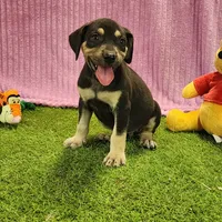 Tess Female 6, a female Catahoula Leopard Dog for sale in Cumby, TX – Photo 1 of 7