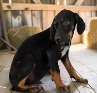 Tracy 2026 Male 3, a male Catahoula Leopard Dog for sale in Cumby, TX – 5 of 10