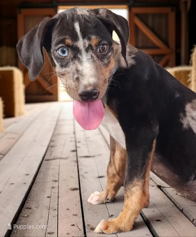 Bug 2026 Male 3 – Catahoula Leopard Dog puppy for sale in Cumby, TX