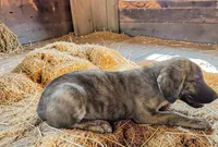 Aspen 2026 Male 1, a male Anatolian Shepherd Dog for sale in Cumby, TX – 4 of 6