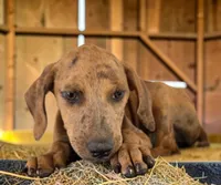 Tigger 2026 Female 2, a female Catahoula Leopard Dog for sale in Cumby, TX – 5 of 10