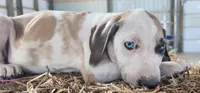 Duchess 2026 Male 1, a male Catahoula Leopard Dog for sale in Cumby, TX – 6 of 8
