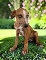 Tigger 2026 Female 1, a female Catahoula Leopard Dog for sale in Cumby, TX – 3 of 10