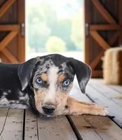 Moon Shine 2026 Male 1, a male Catahoula Leopard Dog for sale in Cumby, TX – 6 of 6