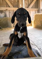 Tracy 2026 Male 3, a male Catahoula Leopard Dog for sale in Cumby, TX – 9 of 10