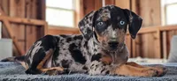 Bug 2026 Female 1, a female Catahoula Leopard Dog for sale in Cumby, TX – 2 of 10