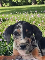 Moon Shine 2026 Female 1, a female Catahoula Leopard Dog for sale in Cumby, TX – 6 of 9