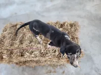 Duchess 2026 Male 4, a male Catahoula Leopard Dog for sale in Cumby, TX – Photo 8 of 10