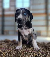 Duchess 2026 Male 4, a male Catahoula Leopard Dog for sale in Cumby, TX – Photo 1 of 10
