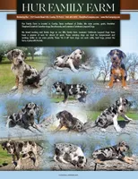 Duchess 2026 Male 4, a male Catahoula Leopard Dog for sale in Cumby, TX – Photo 2 of 10