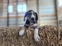 Duchess 2026 Male 4, a male Catahoula Leopard Dog for sale in Cumby, TX – Photo 9 of 10