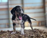 Duchess 2026 Male 4, a male Catahoula Leopard Dog for sale in Cumby, TX – Photo 5 of 10