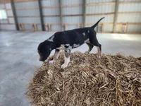 Duchess 2026 Male 4, a male Catahoula Leopard Dog for sale in Cumby, TX – Photo 10 of 10