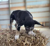 Duchess 2026 Male 4, a male Catahoula Leopard Dog for sale in Cumby, TX – Photo 7 of 10