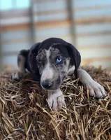 Duchess 2026 Male 4, a male Catahoula Leopard Dog for sale in Cumby, TX – Photo 6 of 10