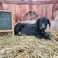 JJ Male 4, a male Catahoula Leopard Dog for sale in Cumby, TX – Photo 9 of 10