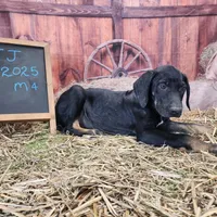 JJ Male 4, a male Catahoula Leopard Dog for sale in Cumby, TX – Photo 5 of 10