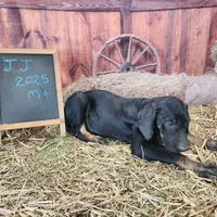 JJ Male 4, a male Catahoula Leopard Dog for sale in Cumby, TX – Photo 8 of 10