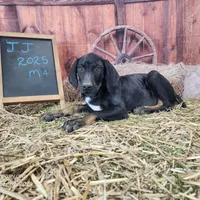 JJ Male 4, a male Catahoula Leopard Dog for sale in Cumby, TX – Photo 1 of 10