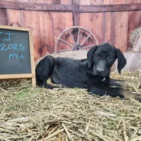 JJ Male 4, a male Catahoula Leopard Dog for sale in Cumby, TX – Photo 7 of 10