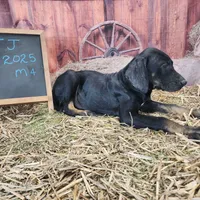 JJ Male 4, a male Catahoula Leopard Dog for sale in Cumby, TX – Photo 6 of 10