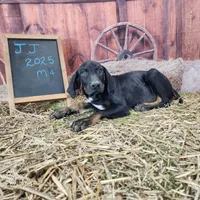 JJ Male 4, a male Catahoula Leopard Dog for sale in Cumby, TX – Photo 2 of 10