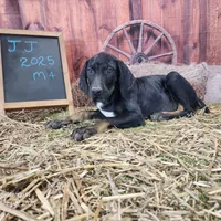JJ Male 4, a male Catahoula Leopard Dog for sale in Cumby, TX – Photo 3 of 10