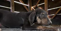 Tracy 2026 Female 1, a female Catahoula Leopard Dog for sale in Cumby, TX – 5 of 10