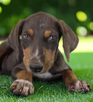 Gypsie 2026 Female 1, a female Catahoula Leopard Dog for sale in Cumby, TX – 8 of 10