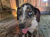 Tigger 2026 Male 3, a male Catahoula Leopard Dog for sale in Cumby, TX – 7 of 10