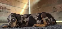 Tigger 2026 Male 1, a male Catahoula Leopard Dog for sale in Cumby, TX – 5 of 10