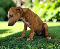 Tigger 2026 Female 1, a female Catahoula Leopard Dog for sale in Cumby, TX – 6 of 10