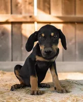 Moon Shine 2026 Male 3, a male Catahoula Leopard Dog for sale in Cumby, TX – 5 of 7