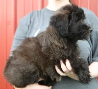 Standard size Bristol, a female Whoodle for sale in Joplin, MO – 3 of 3