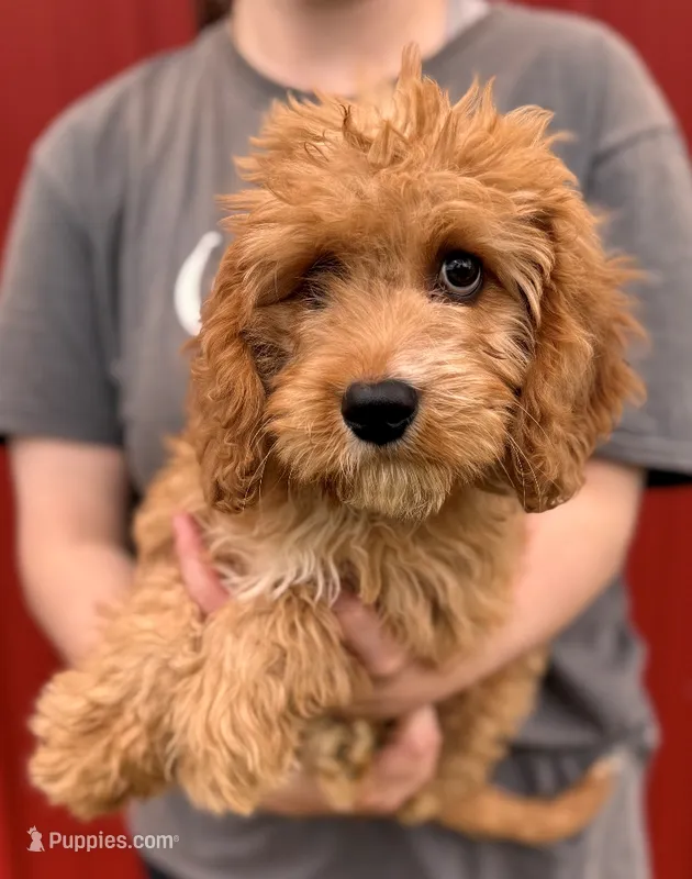 Hayden – Cavapoo puppy for sale in Joplin, MO