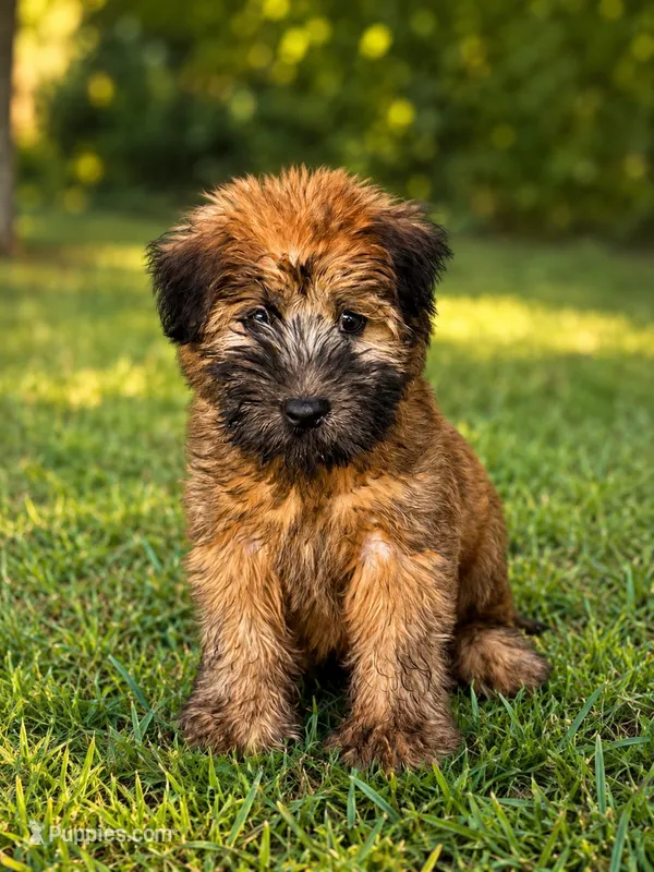 Theo – Soft Coated Wheaten Terrier puppy for sale in Joplin, MO