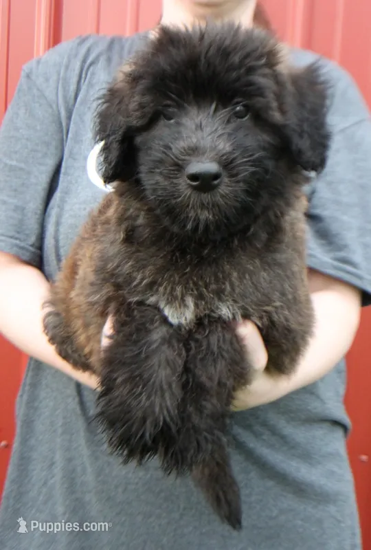 Standard size Blossom – Whoodle puppy for sale in Joplin, MO