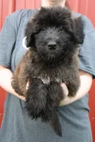Standard size Blossom, a female Whoodle for sale in Joplin, MO – 1 of 3