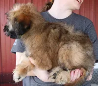 Teagan, a female Soft Coated Wheaten Terrier for sale in Joplin, MO – Photo 2 of 3