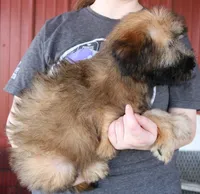 Teagan, a female Soft Coated Wheaten Terrier for sale in Joplin, MO – Photo 3 of 3