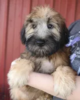 Teagan, a female Soft Coated Wheaten Terrier for sale in Joplin, MO – Photo 1 of 3