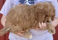 Hayden, a female Cavapoo for sale in Joplin, MO – 4 of 4