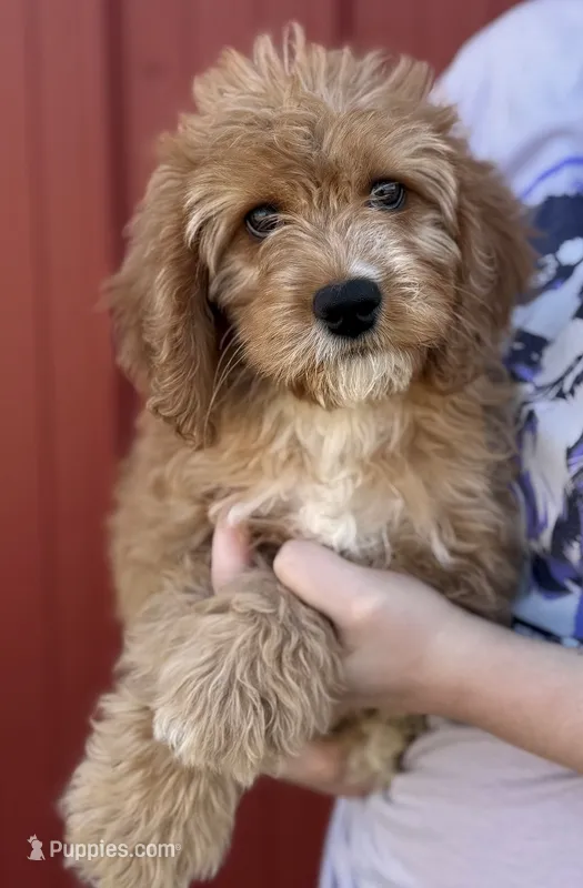Hayden – Cavapoo puppy for sale in Joplin, MO