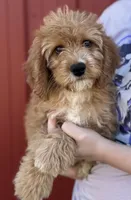 Hayden, a female Cavapoo for sale in Joplin, MO – 1 of 4